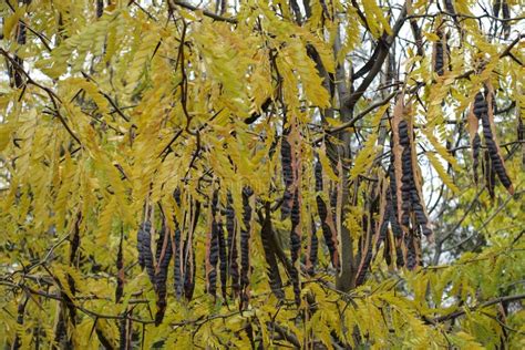 Seed Pods of Honey Locust in October Stock Image - Image of colorful ...