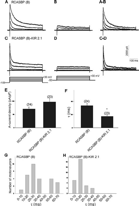 Effect Of Kir2 1 Expression On The Kinetics Of A Type K Channels