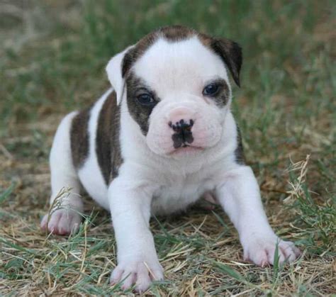 Find Purebred American Bulldog Dogs and Puppies for sale | Mr n Mrs Pet