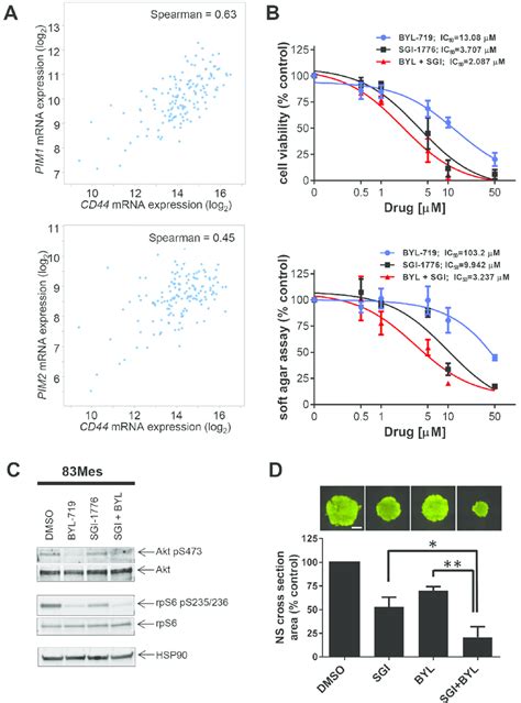 Pim Kinase Targeting Enhances The Inhibitory Effects Of Pi K Inhibitors