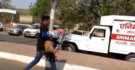 Florence Il Cane Investito Da Un Treno E Salvato Video