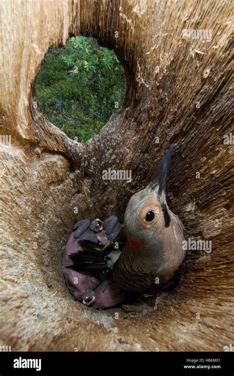 Northern Flicker Colaptes Auratus Parent Brooding Chicks In Nest