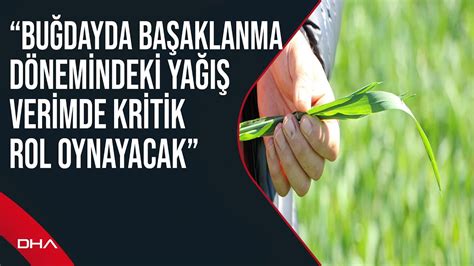 Prof Dr Kaya Buğdayda başaklanma dönemindeki yağış verimde kritik