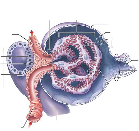 Renal Corpuscle Diagram Quizlet