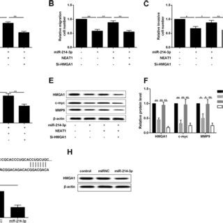 NEAT1 regulates HMGA1 via miR 214 3p to regulate Wnt β catenin pathway