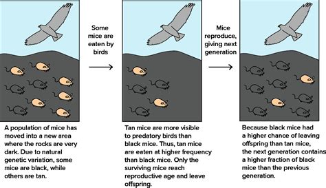 Types Of Natural Selection Worksheet