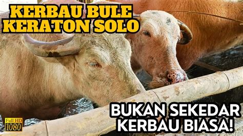 KERBAU BULE INI TERDAMPAR DI BOYOLALI IMBAS KONFLIK KERATON SOLO