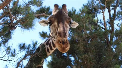 Benito la jirafa será llevada al parque Africam Safari