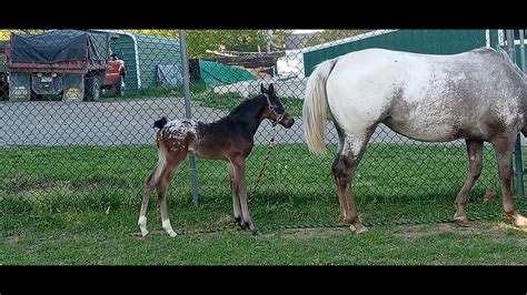 Moon Nitro Half Arabian Colt For Sale Youtube