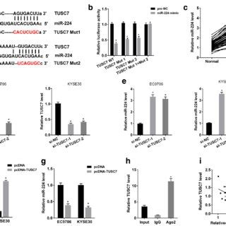 Tusc Expression In Escc Tissues And Cells A Sixty Two Escc Tissues