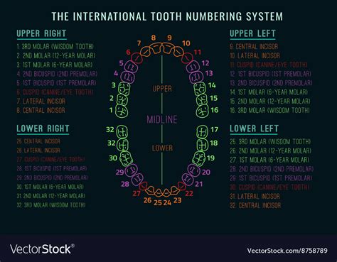 Teeth Infographic Royalty Free Vector Image Vectorstock