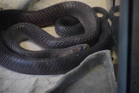 Snake 2 2019 By Tatianastill On Deviantart