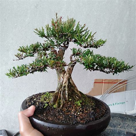 Jual Bonsai Cendrawasih Prospek Siap Pajang Shopee Indonesia