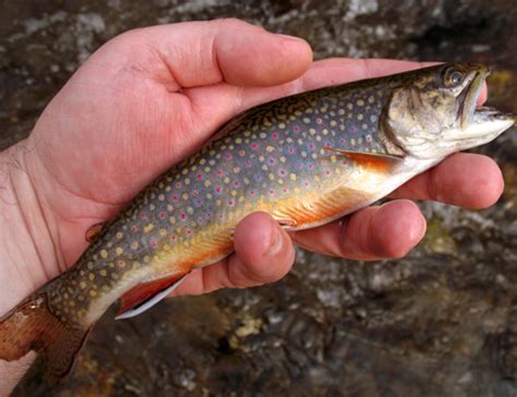 Trout Stream Buffer Legislation Pending Before The North Carolina