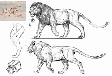 Lion Anatomy Drawing Np