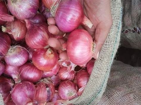 A Grade Maharashtra Nasik Red Onion Loose Onion Size Available Small