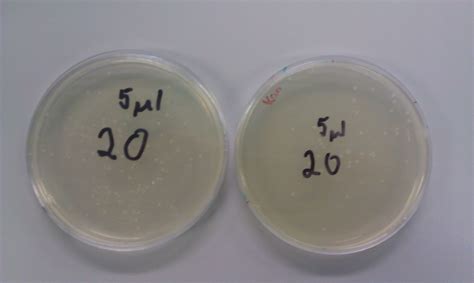 Team Imperial College London Project Auxin Results Igem Org