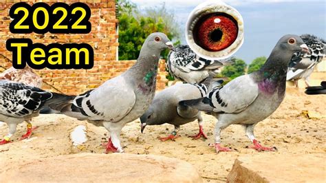 Kalapati Mn Loft Racing Pigeons Racer Pigeon Youtube