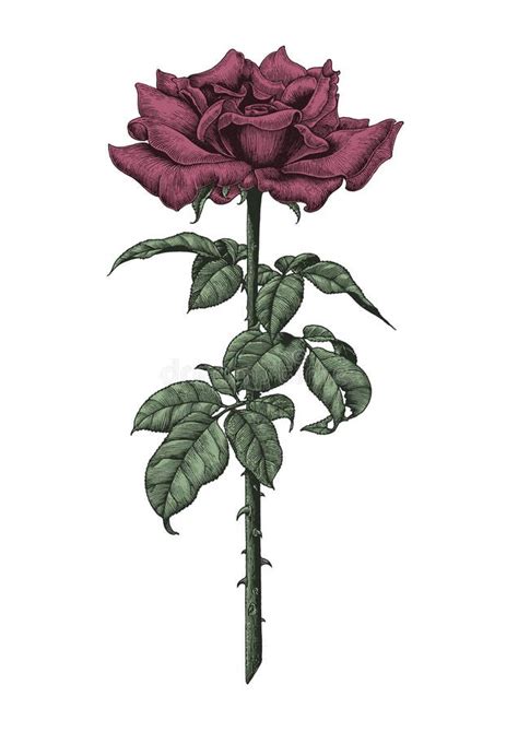 Roses Hand Drawing Vintage Engraving Illustration On White Background