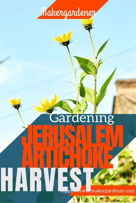 How to harvest jerusalem artichoke. When to harvest jerusalem artichoke ...