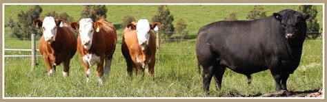 Australian Lowline Cattle Testimonials Alca