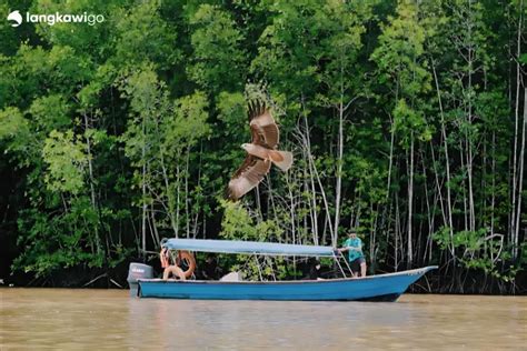 Langkawi Mangrove Tour Book Now And Pay Later Guided Tour