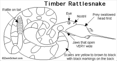 Rattlesnake Diagram