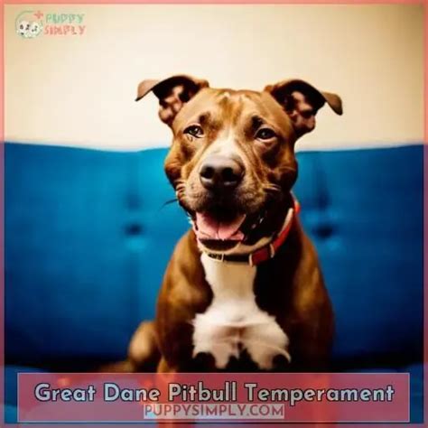 Great Dane Pitbull Mix: A Complete Guide to This Unique Crossbreed