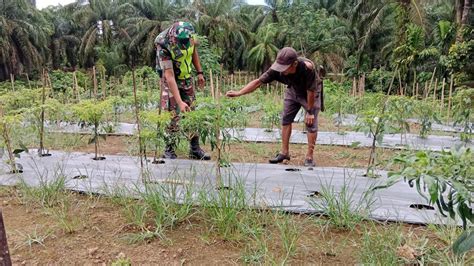 Optimalisasi Pertanian Cabe Melalui Bantuan Babinsa Peran Mendukung