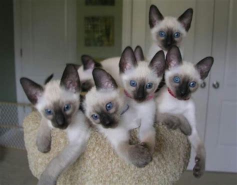 We Are Siamese If You Please Cats Exclusively Pinterest