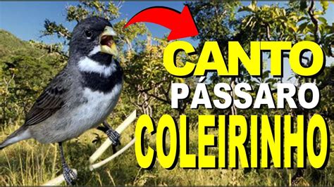 O Canto Do Coleirinho - 🦜Descubra o Encanto do Coleirinho: Cores Vibrantes, Canto Melodioso e ...