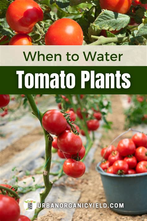 Watering Tomatoes In Garden Tomato Plant Care Tomato Garden