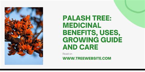 Palash Tree: Medicinal Benefits, Uses, Growing Guide and Care