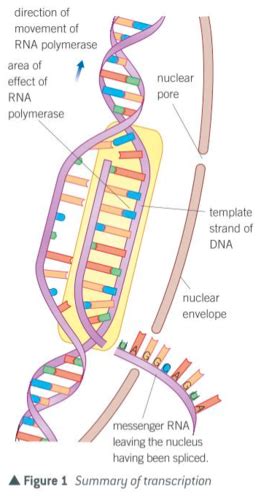 Yr Sep Mocks Biology Flashcards Quizlet