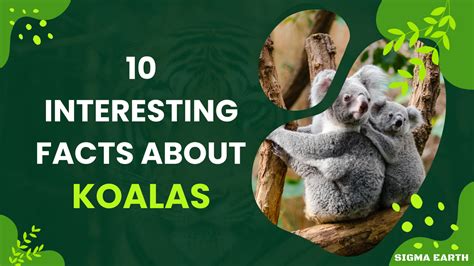 10 faits intéressants sur les koalas Sigma Earth