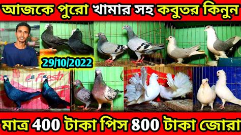 লট সহ কবুতর কিনুন 400 টাকা পিস 800 টাকা জোরা ধামাকা অফার সবচেয়ে