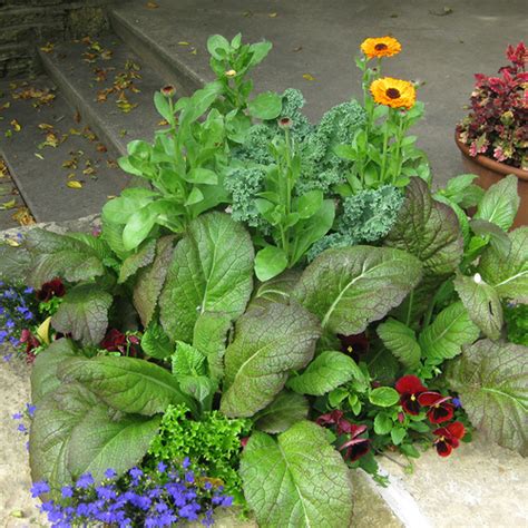 How To Grow Mustard Greens For An Easy Early Harvest Green Garden