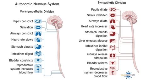 What Is Dysautonomia Covid Institute