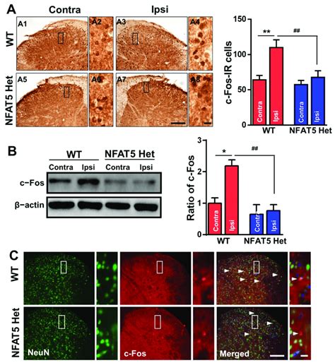 Formalin Induced C Fos Expression In The Spinal Dorsal Horns Of