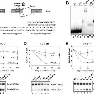 Role Of HnRNP A1 A2 In The Activity Of The Protein Binding Antisense