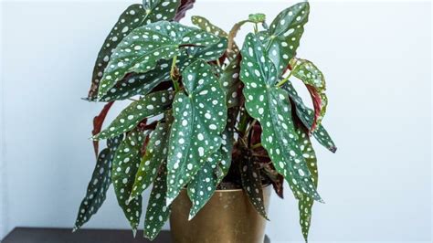 How To Plant Grow And Care For Begonia Maculata