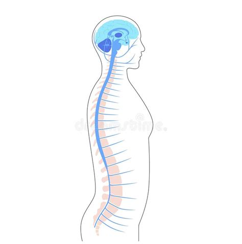 Cervello E Midollo Spinale