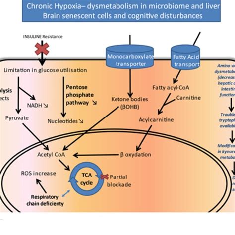 Dysregulation In Multiple Biochemical Pathways Underlie The