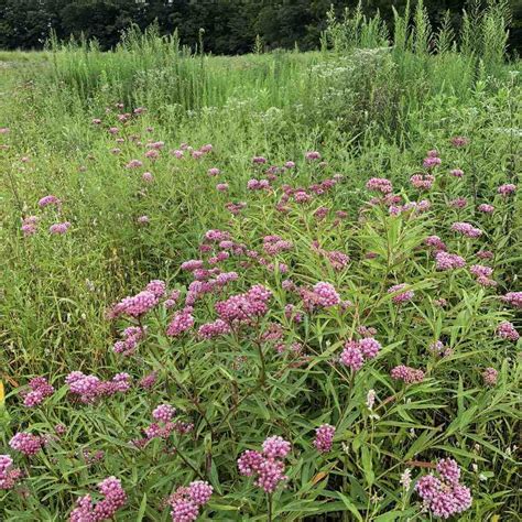 Swamp Milkweed Asclepias Incarnata