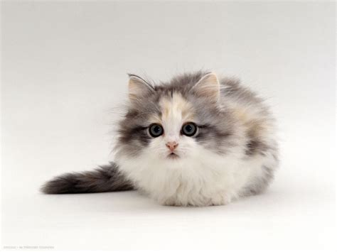 Fluffy Munchkin Kitten Wallpaper