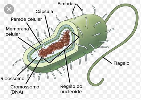 Desenho Celula Procarionte Celula Procarionte Vegetal Desenho Images