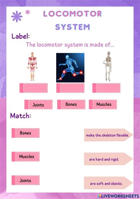 2154386 Locomotor System Elisabetfp Liveworksheets