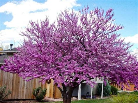 Redbud Tree Varieties - PlantingTree