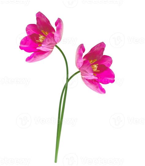 spring flowers tulips 10026638 Stock Photo at Vecteezy