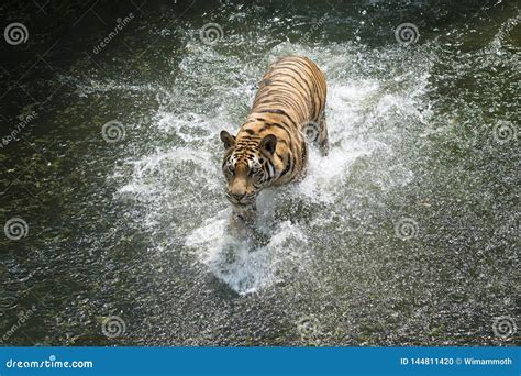 Siberian Tiger Running in the Water Stock Photo - Image of splash ...